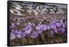 Spring crocus flowering on the Campo Imperatore, Italy-Paul Harcourt Davies-Framed Stretched Canvas