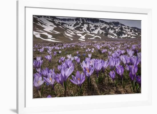 Spring crocus flowering on the Campo Imperatore, Italy-Paul Harcourt Davies-Framed Photographic Print