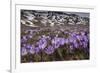 Spring crocus flowering on the Campo Imperatore, Italy-Paul Harcourt Davies-Framed Photographic Print