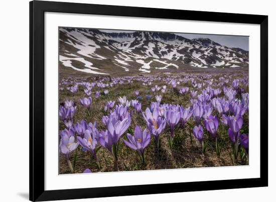 Spring crocus flowering on the Campo Imperatore, Italy-Paul Harcourt Davies-Framed Photographic Print