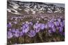 Spring crocus flowering on the Campo Imperatore, Italy-Paul Harcourt Davies-Mounted Photographic Print