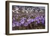 Spring crocus flowering on the Campo Imperatore, Italy-Paul Harcourt Davies-Framed Photographic Print