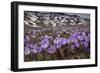 Spring crocus flowering on the Campo Imperatore, Italy-Paul Harcourt Davies-Framed Photographic Print