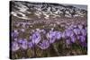 Spring crocus flowering on the Campo Imperatore, Italy-Paul Harcourt Davies-Stretched Canvas