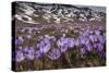 Spring crocus flowering on the Campo Imperatore, Italy-Paul Harcourt Davies-Stretched Canvas