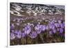 Spring crocus flowering on the Campo Imperatore, Italy-Paul Harcourt Davies-Framed Photographic Print