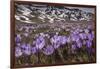 Spring crocus flowering on the Campo Imperatore, Italy-Paul Harcourt Davies-Framed Photographic Print