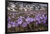 Spring crocus flowering on the Campo Imperatore, Italy-Paul Harcourt Davies-Framed Photographic Print