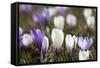 Spring Crocus Flowers, Eastern Alps, South Tyrol, Italy-Martin Zwick-Framed Stretched Canvas