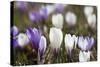 Spring Crocus Flowers, Eastern Alps, South Tyrol, Italy-Martin Zwick-Stretched Canvas