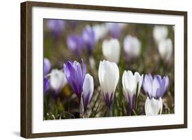 Spring Crocus Flowers, Eastern Alps, South Tyrol, Italy-Martin Zwick-Framed Photographic Print