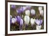 Spring Crocus Flowers, Eastern Alps, South Tyrol, Italy-Martin Zwick-Framed Photographic Print