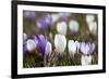 Spring Crocus Flowers, Eastern Alps, South Tyrol, Italy-Martin Zwick-Framed Photographic Print