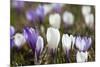 Spring Crocus Flowers, Eastern Alps, South Tyrol, Italy-Martin Zwick-Mounted Photographic Print