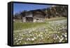 Spring Crocus Flowers, Eastern Alps, South Tyrol, Italy-Martin Zwick-Framed Stretched Canvas