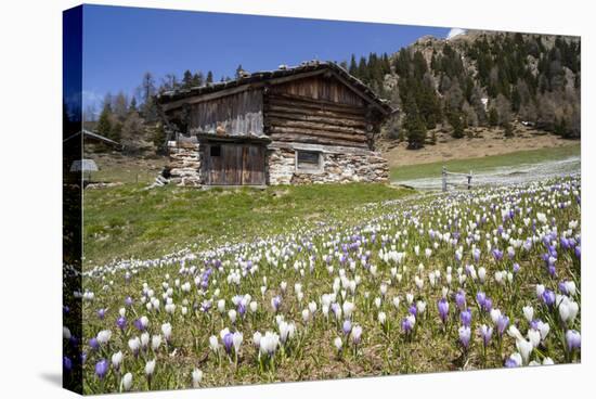 Spring Crocus Flowers, Eastern Alps, South Tyrol, Italy-Martin Zwick-Stretched Canvas