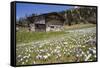 Spring Crocus Flowers, Eastern Alps, South Tyrol, Italy-Martin Zwick-Framed Stretched Canvas