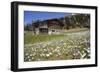 Spring Crocus Flowers, Eastern Alps, South Tyrol, Italy-Martin Zwick-Framed Photographic Print