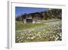 Spring Crocus Flowers, Eastern Alps, South Tyrol, Italy-Martin Zwick-Framed Photographic Print