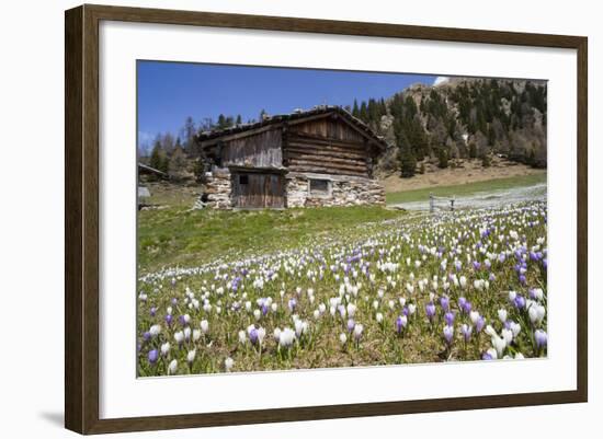 Spring Crocus Flowers, Eastern Alps, South Tyrol, Italy-Martin Zwick-Framed Photographic Print