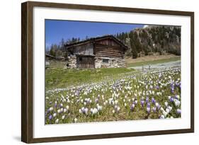 Spring Crocus Flowers, Eastern Alps, South Tyrol, Italy-Martin Zwick-Framed Photographic Print