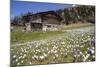 Spring Crocus Flowers, Eastern Alps, South Tyrol, Italy-Martin Zwick-Mounted Photographic Print