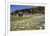 Spring Crocus Flowers, Eastern Alps, South Tyrol, Italy-Martin Zwick-Framed Photographic Print