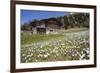 Spring Crocus Flowers, Eastern Alps, South Tyrol, Italy-Martin Zwick-Framed Photographic Print