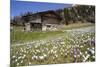 Spring Crocus Flowers, Eastern Alps, South Tyrol, Italy-Martin Zwick-Mounted Photographic Print