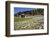 Spring Crocus Flowers, Eastern Alps, South Tyrol, Italy-Martin Zwick-Framed Photographic Print