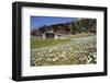 Spring Crocus Flowers, Eastern Alps, South Tyrol, Italy-Martin Zwick-Framed Photographic Print