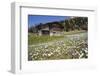 Spring Crocus Flowers, Eastern Alps, South Tyrol, Italy-Martin Zwick-Framed Photographic Print