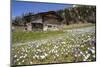 Spring Crocus Flowers, Eastern Alps, South Tyrol, Italy-Martin Zwick-Mounted Photographic Print