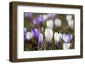 Spring Crocus Flowers, Eastern Alps, South Tyrol, Italy-Martin Zwick-Framed Photographic Print