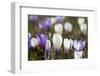 Spring Crocus Flowers, Eastern Alps, South Tyrol, Italy-Martin Zwick-Framed Photographic Print