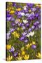 Spring Crocus Flowers-Sandra van der Steen-Stretched Canvas