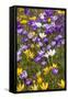 Spring Crocus Flowers-Sandra van der Steen-Framed Stretched Canvas