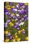 Spring Crocus Flowers-Sandra van der Steen-Stretched Canvas