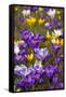 Spring Crocus Flowers-Sandra van der Steen-Framed Stretched Canvas