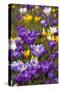 Spring Crocus Flowers-Sandra van der Steen-Stretched Canvas