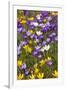 Spring Crocus Flowers-Sandra van der Steen-Framed Photographic Print