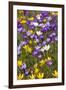 Spring Crocus Flowers-Sandra van der Steen-Framed Photographic Print