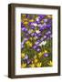 Spring Crocus Flowers-Sandra van der Steen-Framed Photographic Print