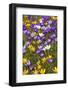 Spring Crocus Flowers-Sandra van der Steen-Framed Photographic Print