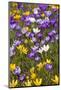 Spring Crocus Flowers-Sandra van der Steen-Mounted Photographic Print