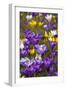 Spring Crocus Flowers-Sandra van der Steen-Framed Photographic Print