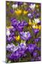 Spring Crocus Flowers-Sandra van der Steen-Mounted Photographic Print