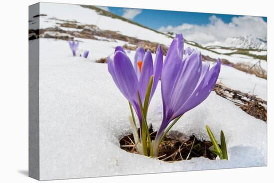 Spring Crocus in flower in snow, Campo Imperatore, Italy-Paul Harcourt Davies-Stretched Canvas