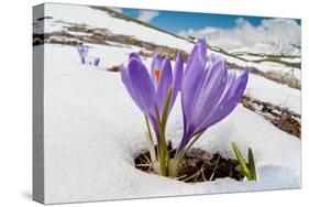 Spring Crocus in flower in snow, Campo Imperatore, Italy-Paul Harcourt Davies-Stretched Canvas