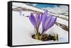 Spring Crocus in flower in snow, Campo Imperatore, Italy-Paul Harcourt Davies-Framed Stretched Canvas